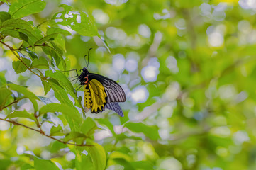 About the colored butterfly in the sunny day