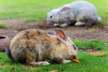 Fototapeta premium Beauty rabbit with carrot at zoo