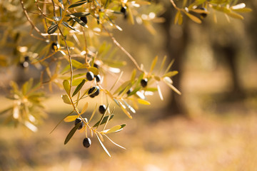 close up black olives on tree branches in grove