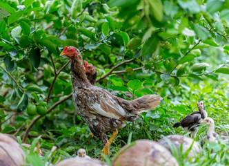 Thai chicken in garden