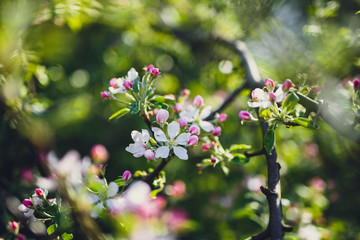 Apple flowers,Spring blossom on white with copy space.