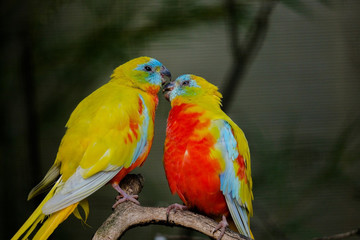 Fototapeta na wymiar Love of parakeet in rainy season.