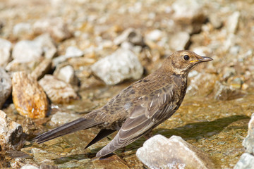 Blackbird, Turdus torquatus, medium-sized bird among the rocks, Spain