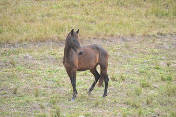 Fototapeta premium horse in the field