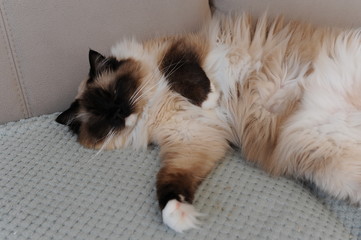 A beautiful furry ragdoll cat stretching out and relaxing on a coach