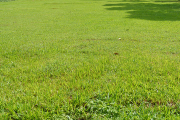 Daytime green lawn and tree shadow