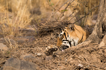 Tiger cub cleaning its paw, Ranthambore Tiger Reserve