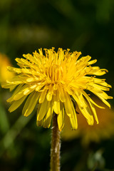 Macro photo of a yellow dandelion bloom.