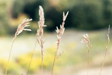 Fototapeta premium Beautiful spikelets and dried plants against a blurred nature background. Selective focus. Closeup view