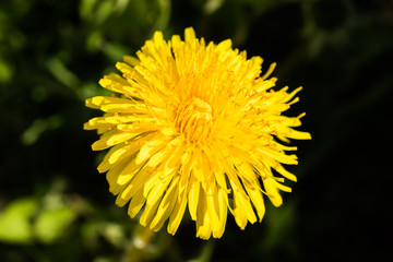 Macro photo of a yellow dandelion bloom.
