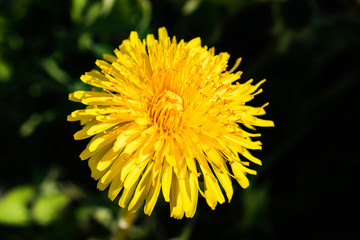 Macro photo of a yellow dandelion bloom.