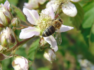 bee on a blackberry flower
