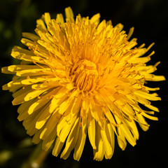 Macro photo of a yellow dandelion bloom.