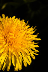 Macro photo of a yellow dandelion bloom.
