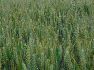 green wheat field in summer