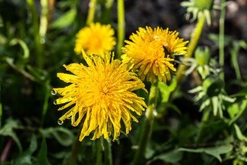 Macro photo of a yellow dandelion bloom with raindrops