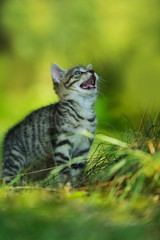 Naklejka na ściany i meble Kitten standing in a meadow