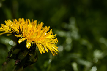 Macro photo of a yellow dandelion bloom with raindrops