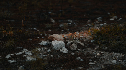 Dark Fantasy Nature
