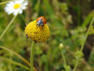 ladybug on flower