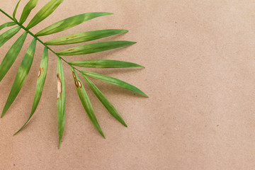 Damaged palm leaf against beige background with empty space for text
