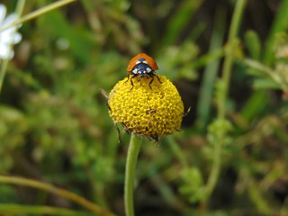 ladybug on flower