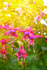 Purple pink fuchsia flowers, bright light, nostalgic and romantic background texture.