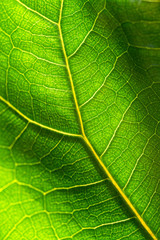 Close up of fresh green leaf texture of Ficus Lyrata against sunlight, macro photo. 