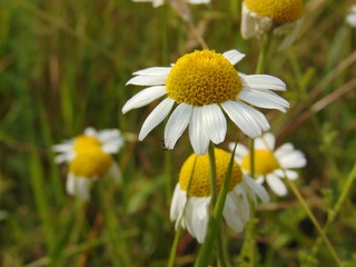 chamomile in the grass