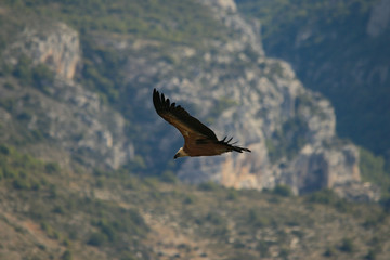 Griffon Vulure flying in the Gorges du Verdon, Provence, France.  