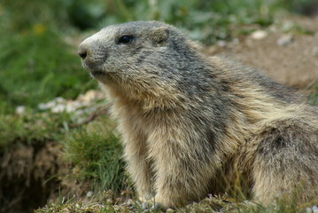 An alert groundhog looking around in a mountain field