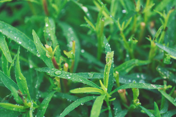 Green young grass close up