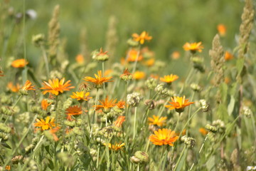 Beautiful flower field in Russia