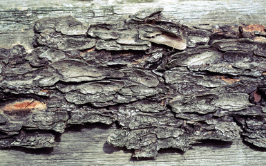 Dry tree bark texture and background, nature concept 