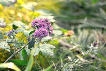 Purple flowers bloom in a clearing in the sun on a summer day. Design, beauty