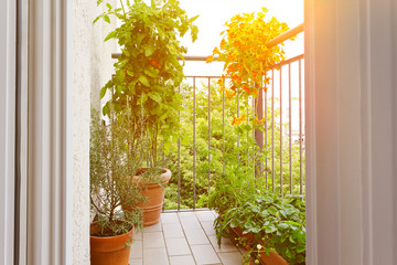 Urban gardening concept: pots on a sunny balcony with tomato, nasturtium, strawberry, rosemary plants and rocket salad.