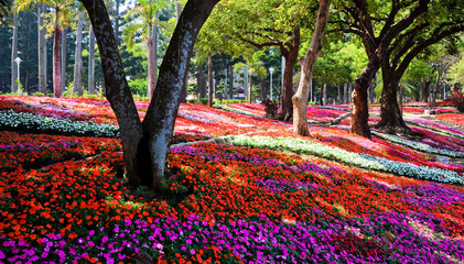 Scenic View of Colourful Flowerbeds in Tainan Park, Taiwan.