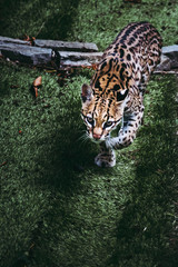 Portrait d'un ocelot - Félin d'amérique - Leopardus pardalis