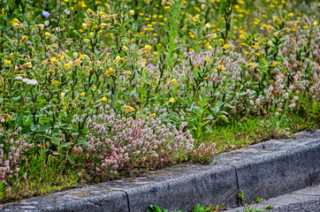Evening-primrose, hare's-foot clover and other wildflowers growing by the roadside in summer in the...