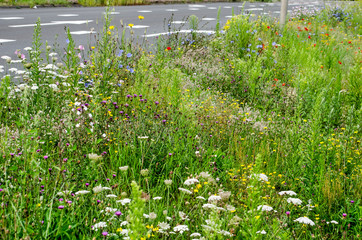 Tall grass and wildflowers in various colors grow plentyful by the side of a main traffic road  in...