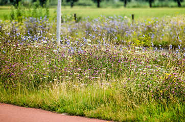 Wildflowers, including clover and chicory grow abundantly by the side of a red asphalt bicycle lane...