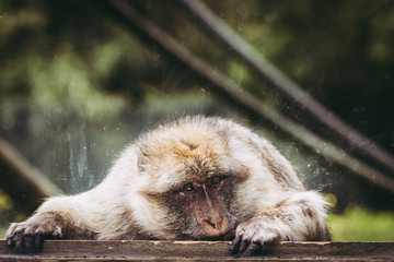 Portrait d'un singe magot ou macaque de Barbarie	