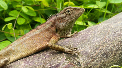 lizard on a tree