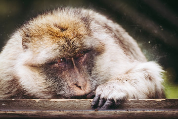 Portrait d'un singe magot ou macaque de Barbarie	