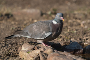 Wood pigeon facing right at the edge of some water with brown dirt background