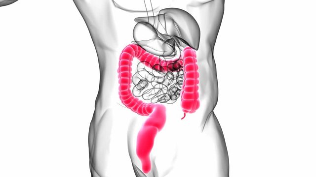Large Intestine 3D Illustration Human Digestive System Anatomy