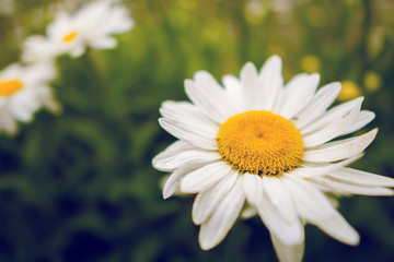 white daisy flower