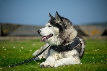 A Male Adult Purebred Siberian Husky with Black and White Markings and brown eyes.