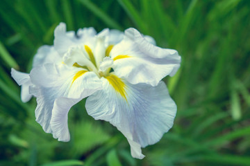 white flower in the garden