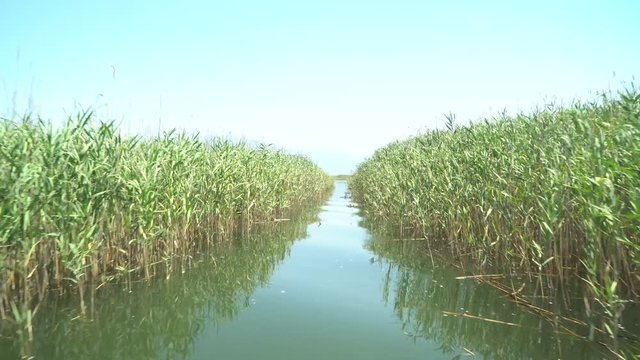 yacht ride in the reed-covered canal